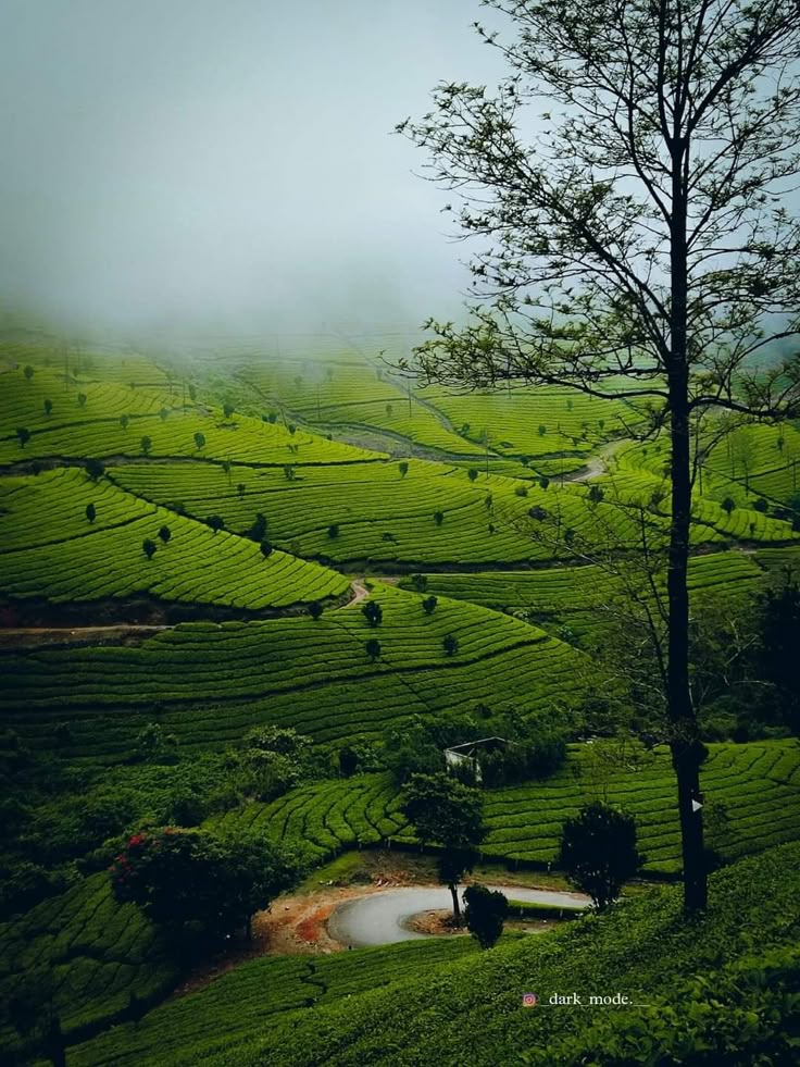 Misty Hills of Kerala: Munnar